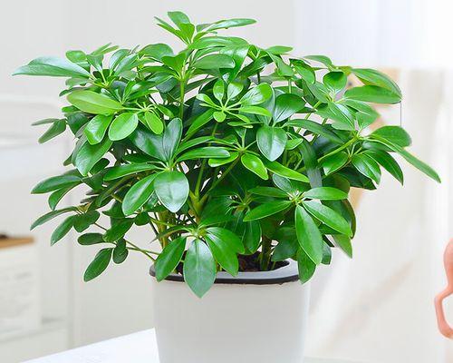 室内植物花象征生财之奇妙力量（揭开植物花朵背后的财富密码）