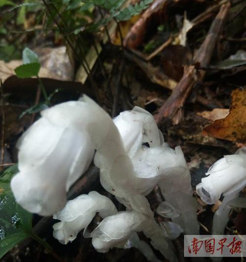 水晶兰花语（水晶兰花语的魅力与意义）