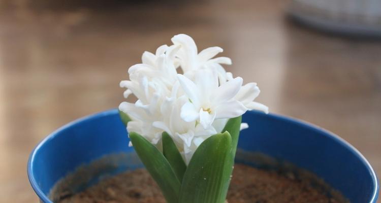 以水培风信子花语为主题的文章（探索花语传达的美丽与深意）