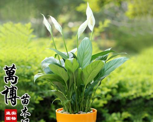 水培红掌花语之美——解读红掌花在水培中的寓意与魅力（水中生长的红掌）