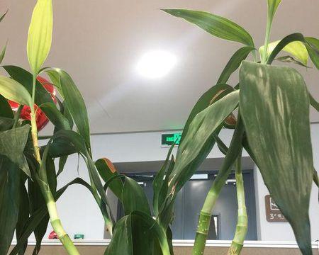 富贵竹叶尖发黄怎么办？——让你的富贵竹更健康！