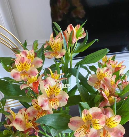 水仙百合之美——花语与神话（探寻水仙百合的意义与传说）