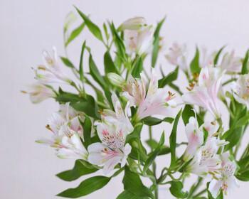水仙百合之美——花语与神话（探寻水仙百合的意义与传说）