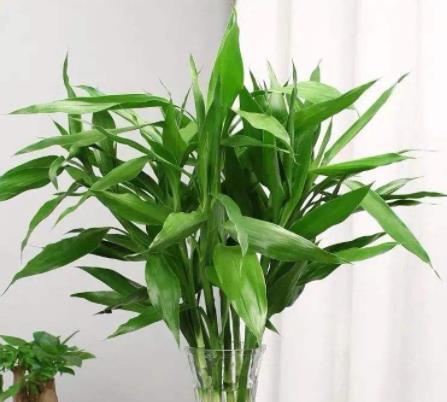 富贵竹叶子发蔫的原因及补救方法（植物生长调理/叶片萎缩病/护理技巧）