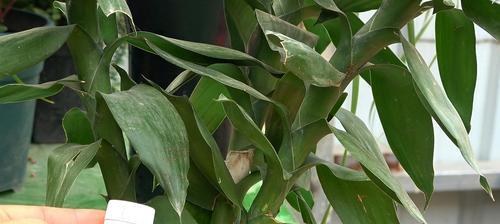 富贵竹叶子发蔫的原因及补救方法（植物生长调理/叶片萎缩病/护理技巧）