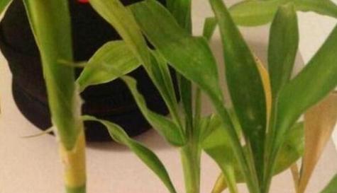 如何救活干枯的富贵竹叶子（15个实用方法让你的富贵竹重新焕发生机）