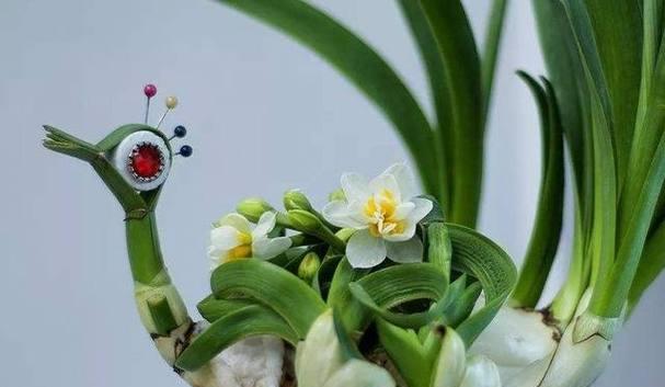 水仙的花期和其意义的探索（美丽绽放的水仙花）