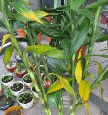 富贵竹肥料全解密（掌握这些肥料）