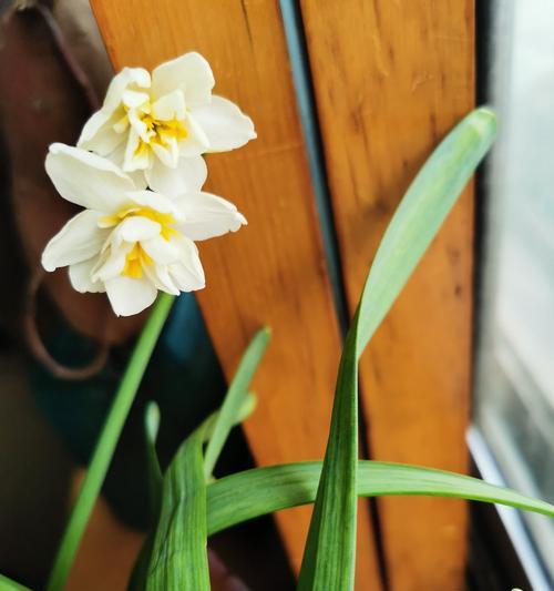 水仙花（探索水仙花的寓意和文化传承）