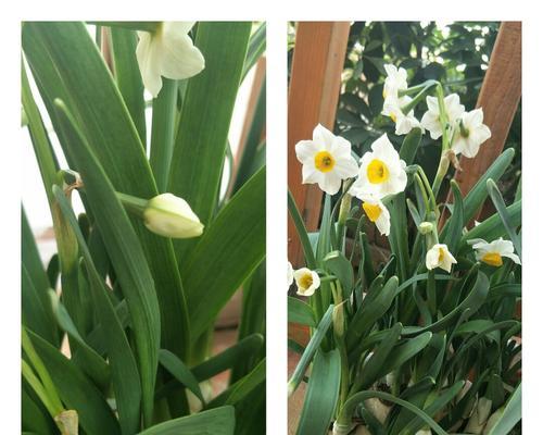 水仙花（探索水仙花的寓意和文化传承）