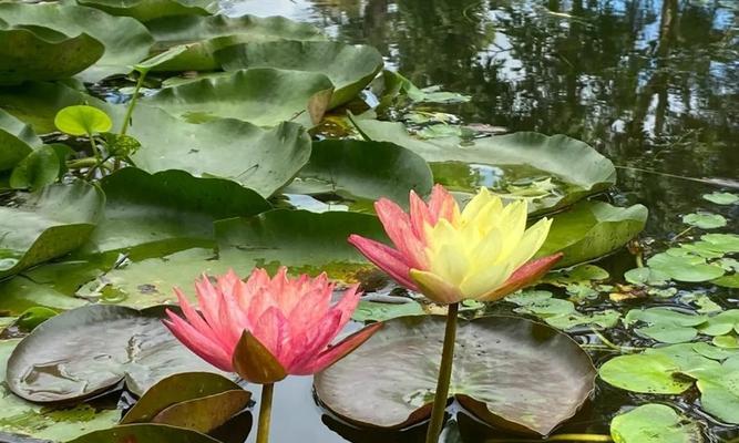 睡莲科代表植物的种类与特点（探索睡莲科植物的奇妙世界）
