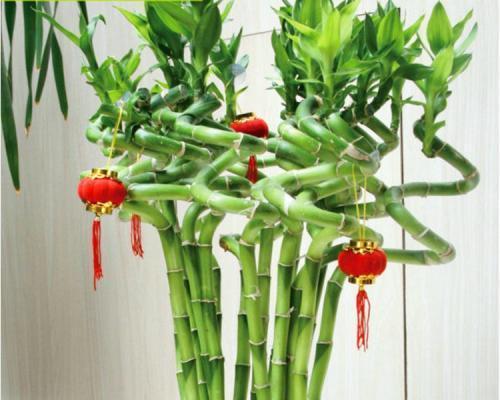 盘点富贵竹品种，了解它们的美丽与魅力（探秘富贵竹的多样化——从颜色）