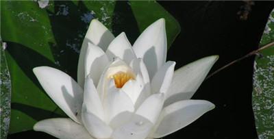 睡莲四字花语的深刻寓意（解读睡莲四字花语传递的情感和哲理）