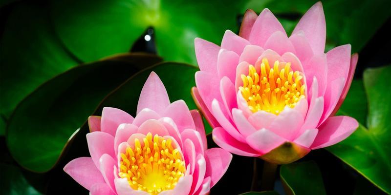 睡莲的象征意义及文化传承（深入探索睡莲的美丽与哲学）