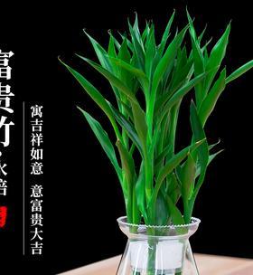 如何正确分株富贵竹（学会分株）