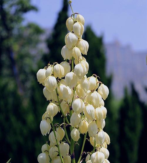 丝兰花（丝兰花语和寓意的深远意义）