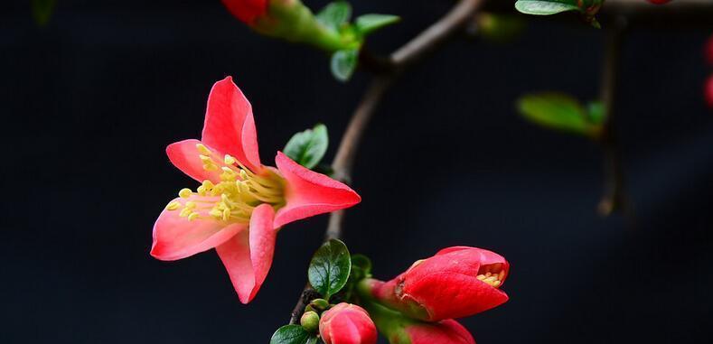 四季海棠花语（四季海棠花语的意义与象征）