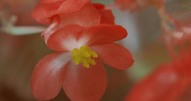 四季海棠花语（四季海棠花语的意义与象征）