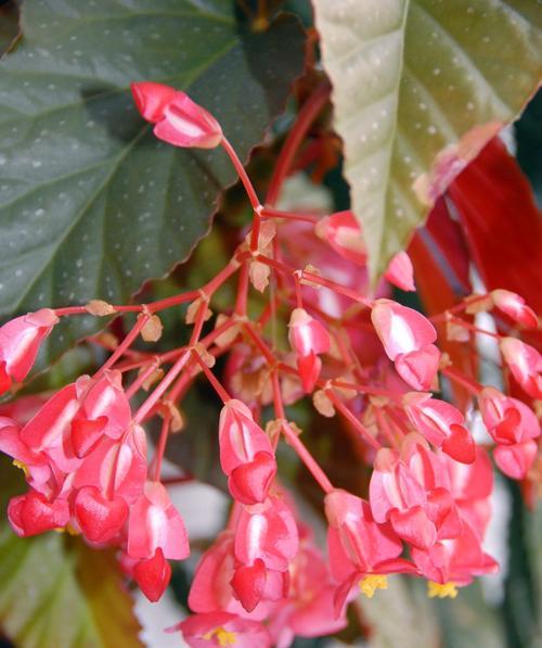 四季海棠花花语——寄托希望的永恒之美（四季海棠花开放春秋）