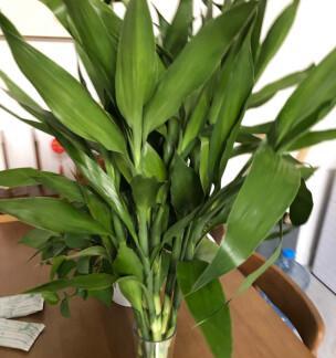 如何正确水养富贵竹（水养方法与注意事项）