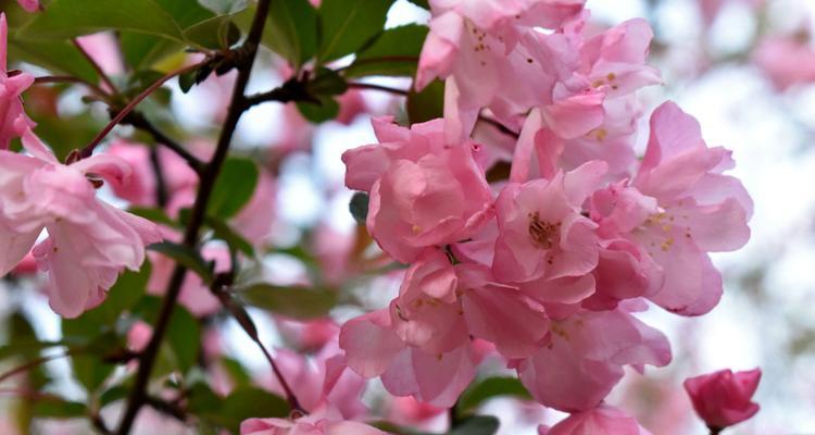 四季海棠花语（四季海棠花语传递的情感与寓意）