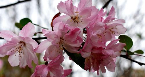 四季海棠花语（四季海棠花语传递的情感与寓意）
