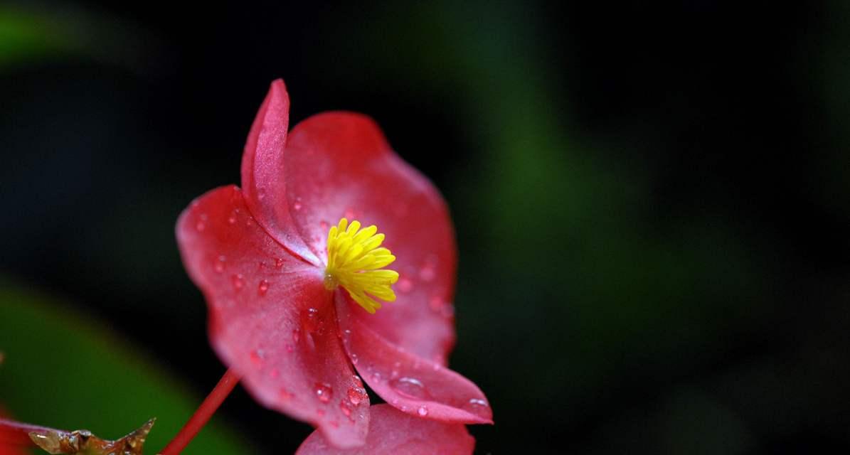 秋海棠花语传递四季的美丽（四季之美）