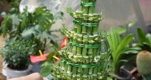 如何养护茂盛的富贵竹（打造您家的绿色生态园林）