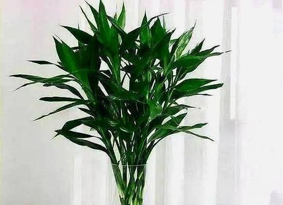 如何养护富贵竹，让其茁壮成长（家庭养殖富贵竹的方法和技巧）