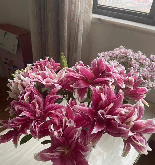 索尔邦百合花语（探寻百合花的秘密）