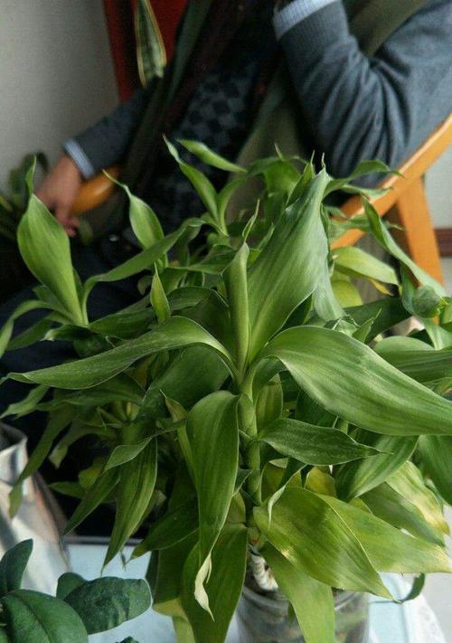 富贵竹怎么修剪（降低高度的简单方法）