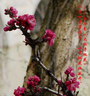 桃花之语（探寻桃花的花语）
