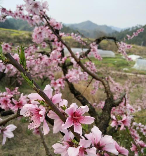 桃花之语（探寻桃花的花语）
