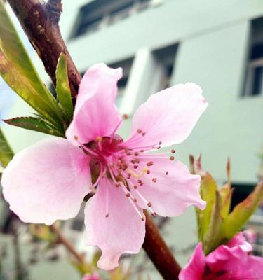 桃花之语（探寻桃花的花语）