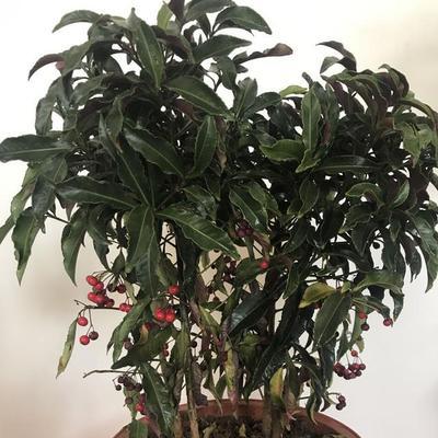 如何成功养殖富贵子花（注意事项和技巧）