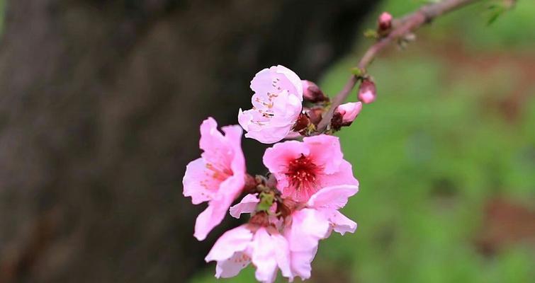 桃花的魅力（探寻桃花的独特特点与魅力）