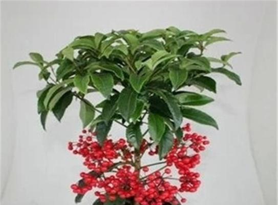 富贵子花期与养护技巧（富贵子的生长特点及花期长短）