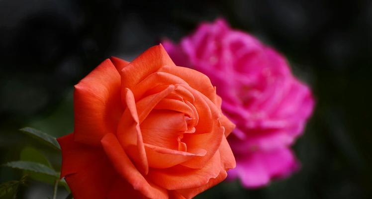藤本月季花语（探寻藤本月季的花语之美）