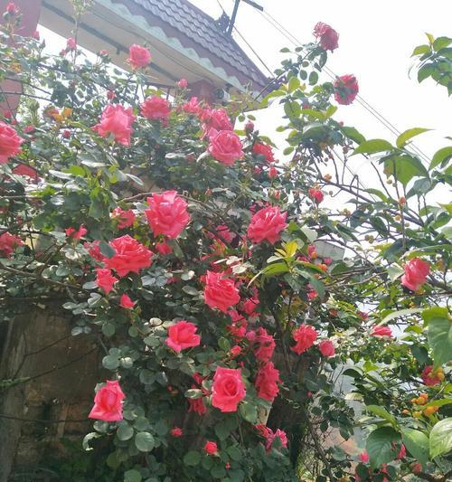 藤本月季花语（探寻藤本月季的花语之美）