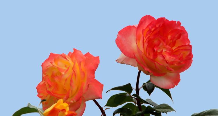 以藤本月季的花语（揭示花语）
