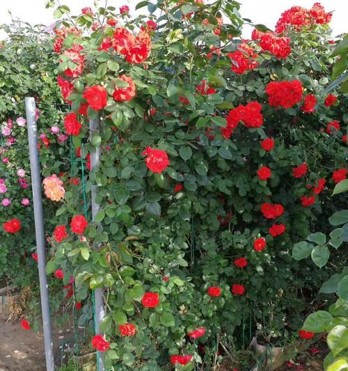 以藤本月季的花语（揭示花语）