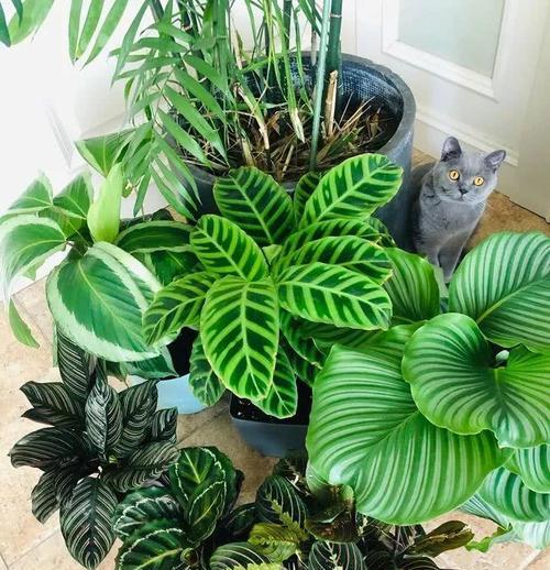 究竟是阴凉还是阳光（植物学家为你解读富贵子的成长秘密）