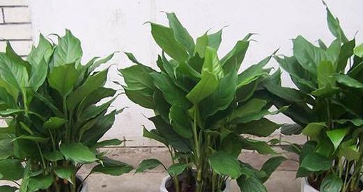 究竟是阴凉还是阳光（植物学家为你解读富贵子的成长秘密）