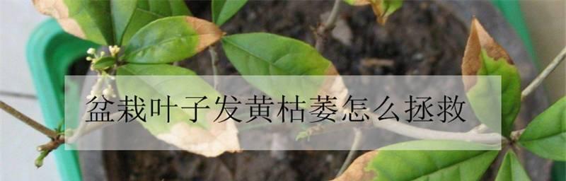 富贵子叶子蔫了怎么办（教你快速恢复富贵子的生长）