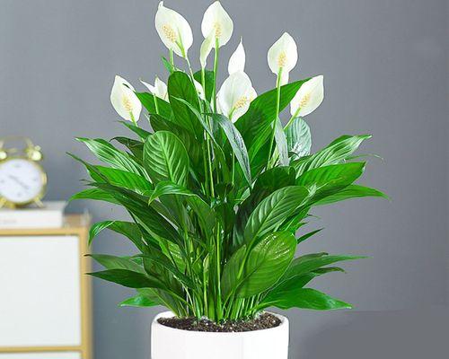 天竺水培的寓意与启示（用“生命”感悟“生活”的奥秘）