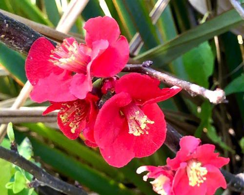 海棠花语（唤醒心灵的绽放之美——海棠花语解读）