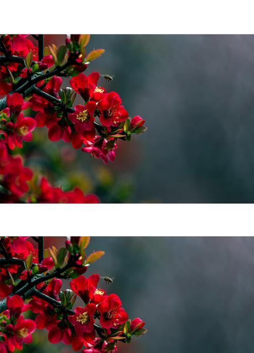 海棠花语（唤醒心灵的绽放之美——海棠花语解读）