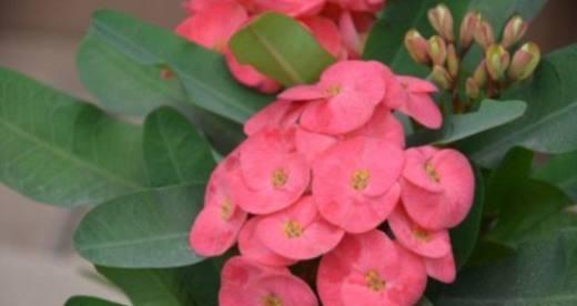 铁海棠花语（铁海棠的花语及其象征意义）