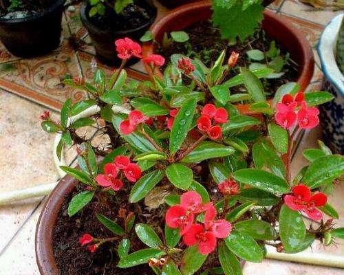 铁海棠花语（铁海棠的花语及其象征意义）
