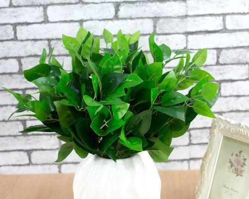 万年青——永恒的生命之花（从万年青花卉的特点探究生命的意义）